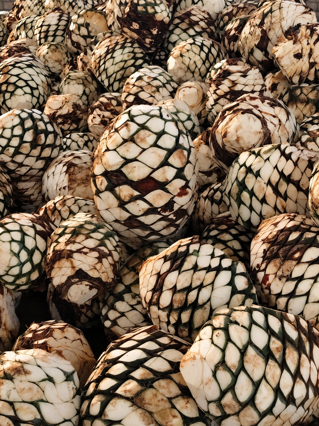 Piñas de agave, el origen del tequila Casa Máximo